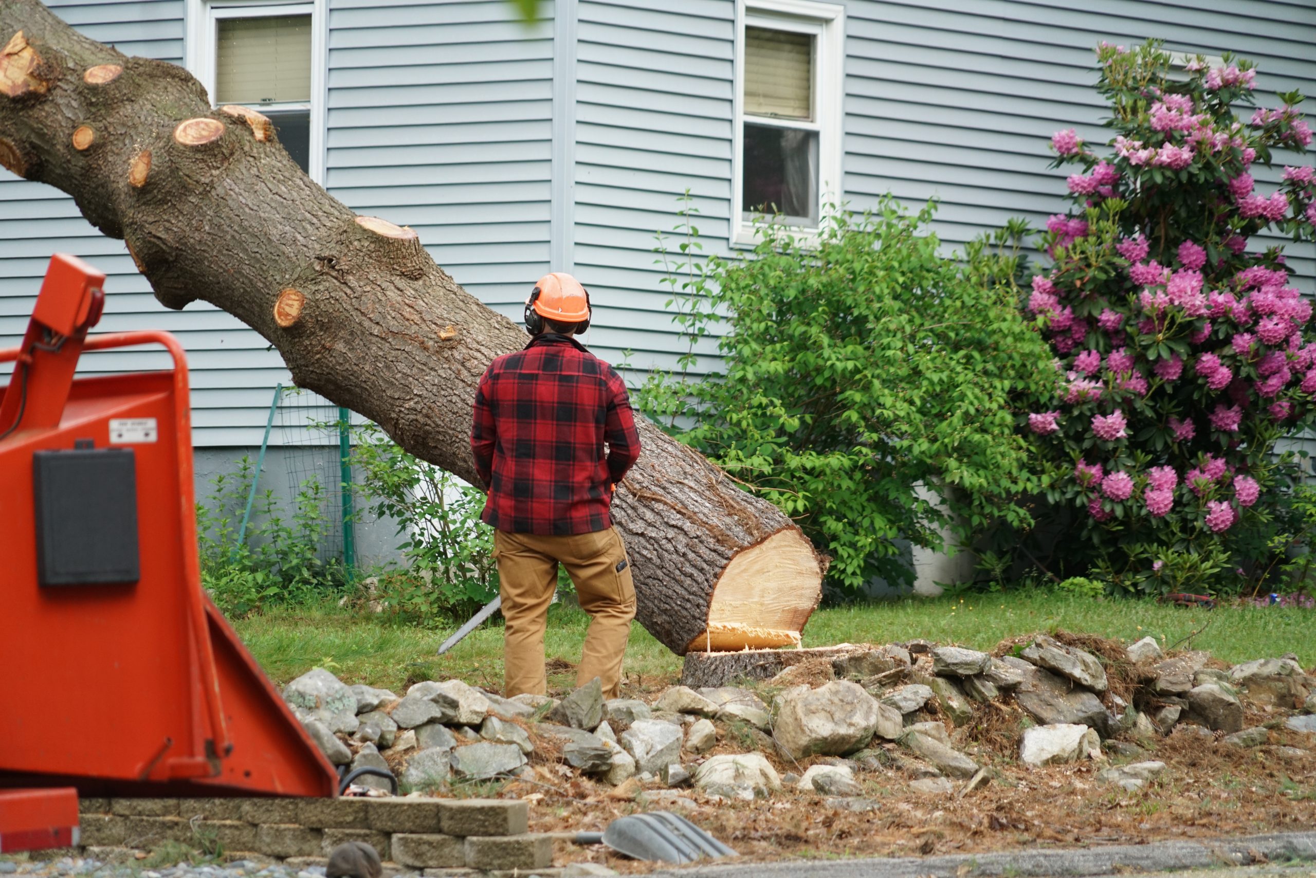5 Signs It’s Time to Remove a Dangerous Tree From Your Property